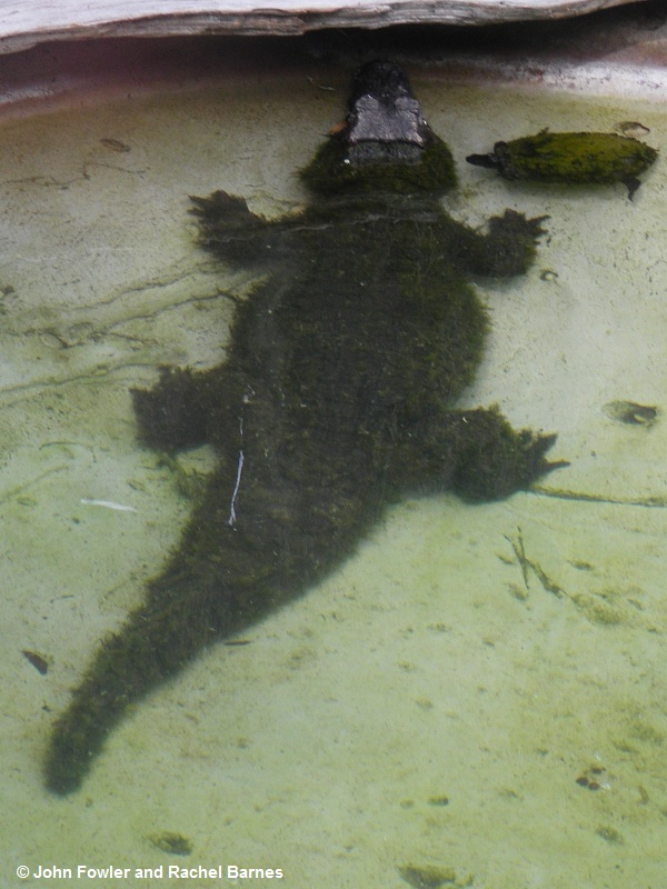 Schneider's Smooth-fronted Caiman